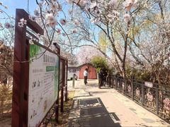 -桃花堤公园