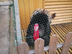 -上海崇明金茂凯悦酒店