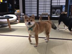 -逗柴咖啡屋·狗咖猫咖宠物桌游