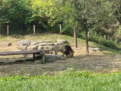 -北京野生动物园