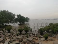 -宝安西湾红树林湿地公园