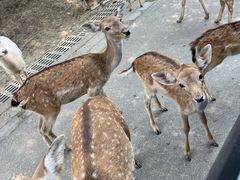 -常州淹城野生动物世界