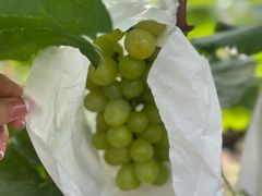 -马陆小张葡萄园农家乐