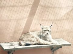 -青藏高原野生动物园