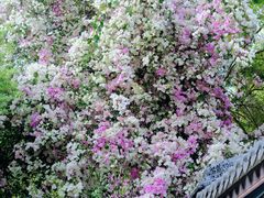 -深圳国际园林花卉博览园