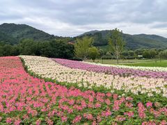 -径山花海