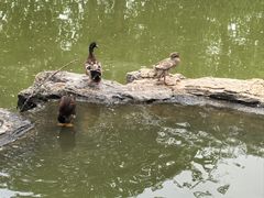 -莲花池公园