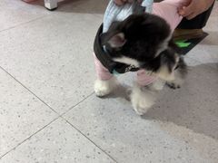 -FAELING PETS美天灵宠物(富力广场店)