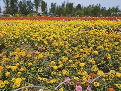 -漩门湾国家湿地公园