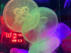 -太平洋海底世界