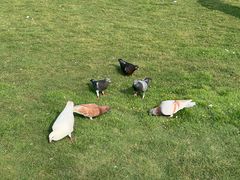 -白鹭洲公园