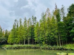 -上海滨江森林公园