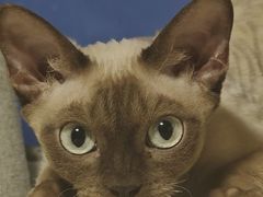 -瑞派·关忠动物医院·猫专科·犬专科(三环新城店)