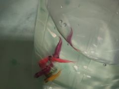 -中环花鸟鱼虫市场