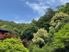 -十八棵（老龙井）御茶园(老龙井店)