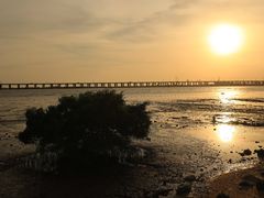 -宝安西湾红树林湿地公园