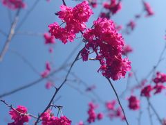 -天适樱花悠乐园