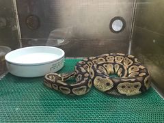 -上海大自然野生昆虫馆(东方明珠·爬宠昆虫探索中心)