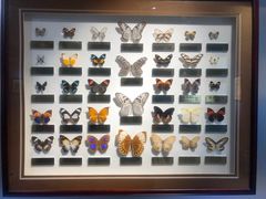 -上海昆虫博物馆