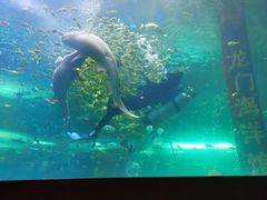 -洛阳龙门海洋馆
