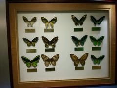 -上海昆虫博物馆