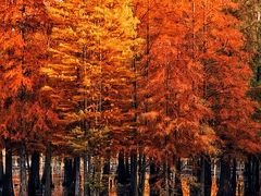 -白鹭湾湿地公园