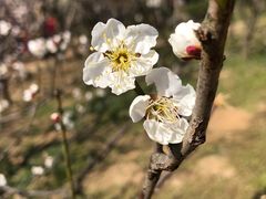 -梅花山(明孝陵内)
