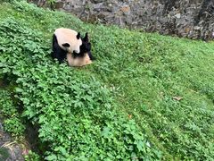 -都江堰中华大熊猫苑