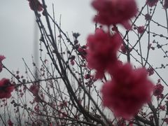 -南宁花花大世界景区