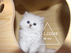 -喵zoo家庭繁育猫舍(尖东智能花园店)