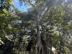 -瑞丽独树成林风景区