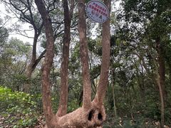 -上海佘山国家森林公园天马山园