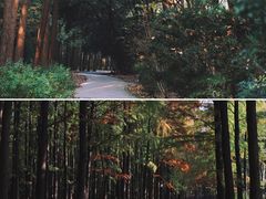 -上海共青森林公园