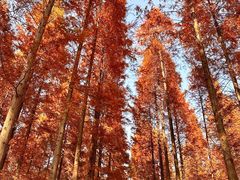 -黄海国家森林公园