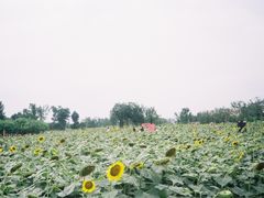 景点-天府芙蓉园