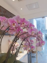 -YESIDO椰岛美容