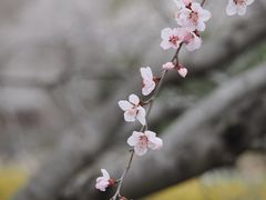 -国家植物园