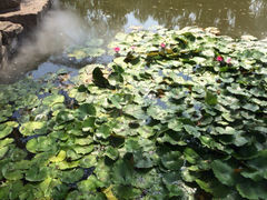 iphone_upload_pic-淄博聊斋城景区