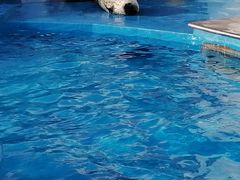 -上海海昌海洋公园