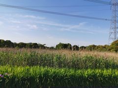 -长田漾湿地公园