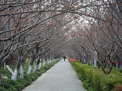-高东镇樱花园