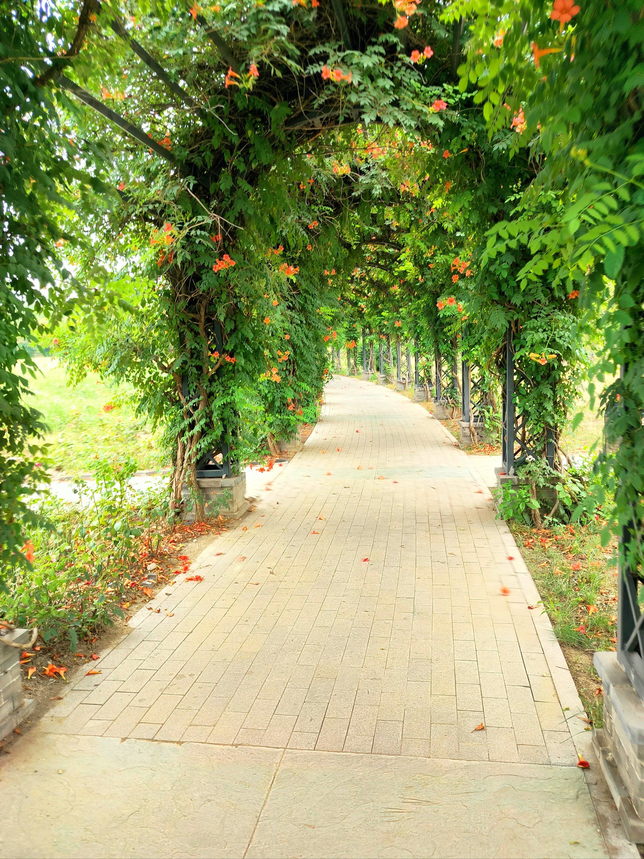 乡间小道,绿叶成荫