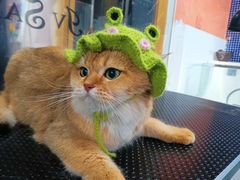 -车接车送·寄养洗护·德文猫舍(大宁店)