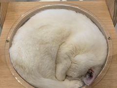 -飞行喵MR PILOT|猫舍·猫咖(静安大融城店)