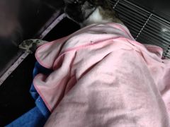 -瑞派·关忠动物医院·猫专科·犬专科(三环新城店)