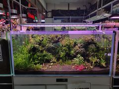 -大自然花鸟鱼虫市场