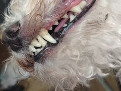 -久久宠物(河东万达店)