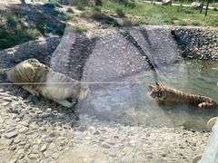 -五龙山野生动物王国