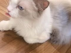 -飞行喵MR PILOT|猫舍·猫咖(静安大融城店)
