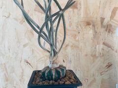 -Rabbit Cafe私房西餐甜点咖啡(栖霞路店)